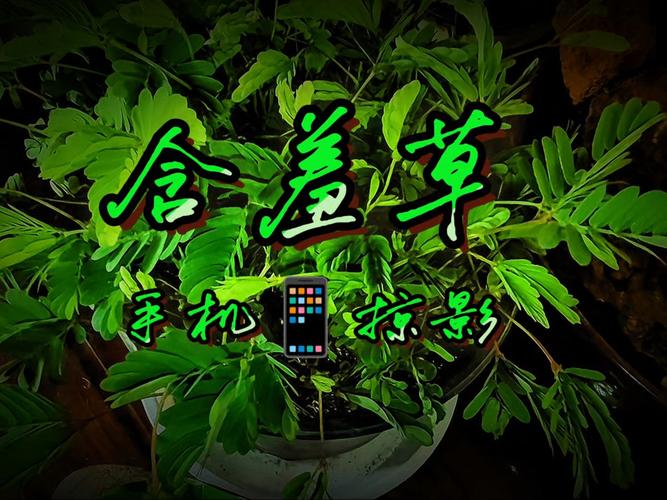 6080神马影院的相关介绍